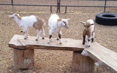 Goats on Wood Bridge