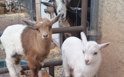 Silly Goats